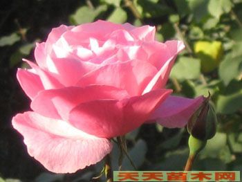秋天的花卉图片/秋天的花卉照片欣赏