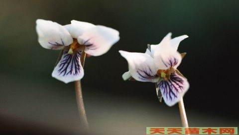 秋天的花卉图片/秋天的花卉照片欣赏