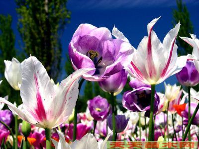 精美花卉图片/精美花卉照片欣赏