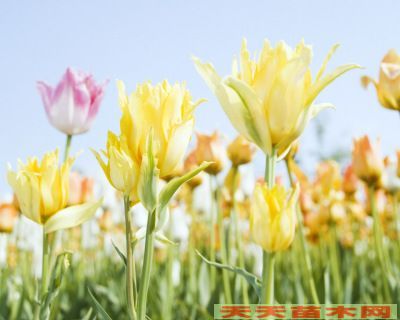 精美花卉图片/精美花卉照片欣赏