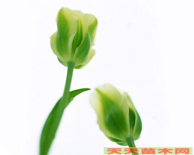 精美花卉图片/精美花卉照片欣赏