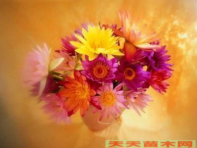 装饰花卉图片/装饰花卉照片欣赏
