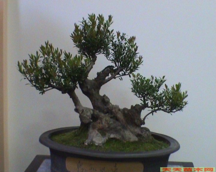花卉盆景图片/花卉盆景照片欣赏