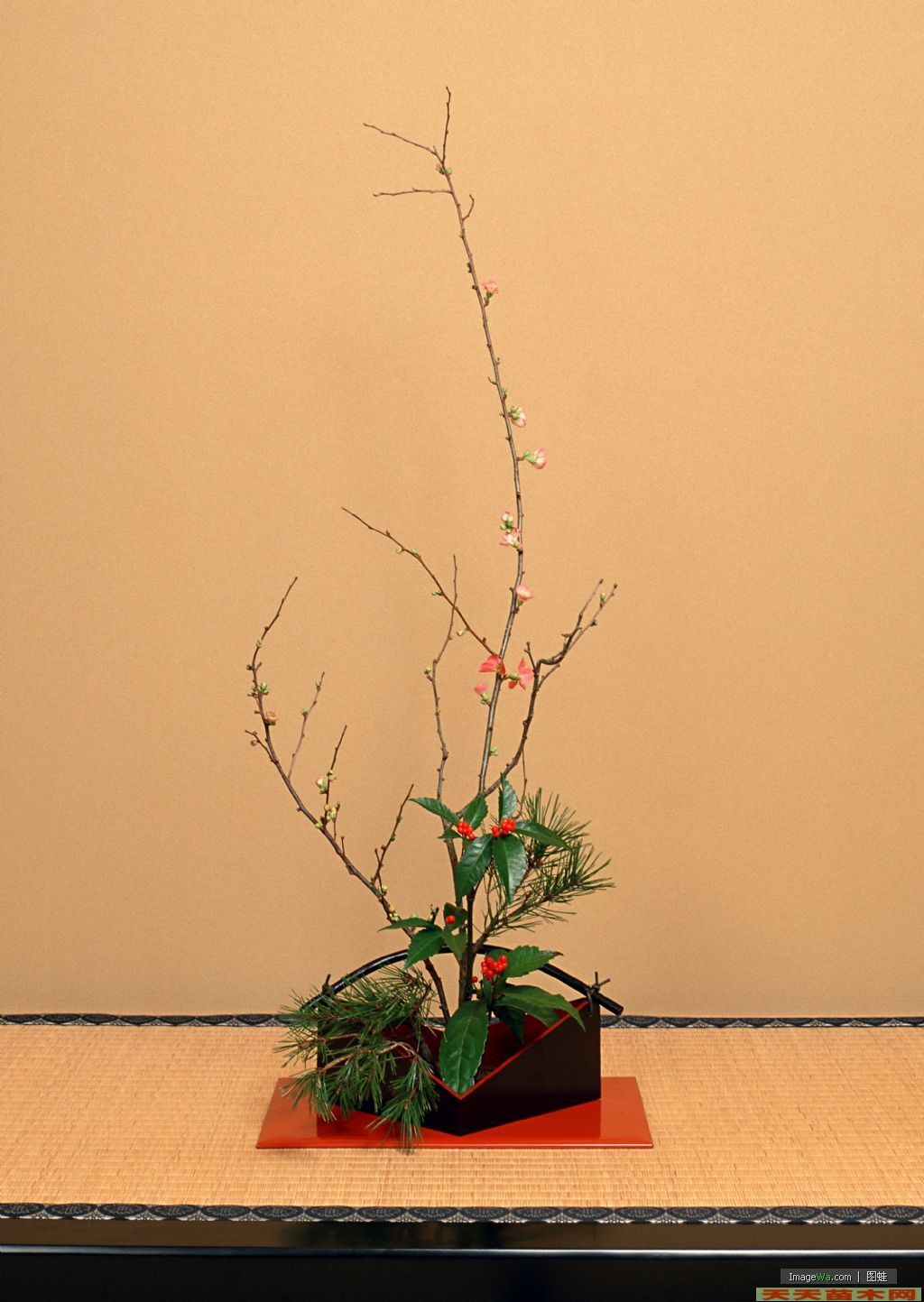 花卉盆景图片/花卉盆景照片欣赏