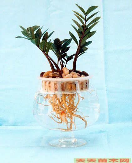 水培花卉图片/水培花卉照片欣赏