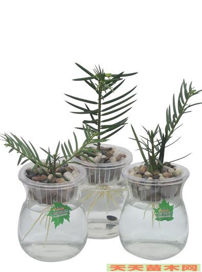 水培花卉图片/水培花卉照片欣赏