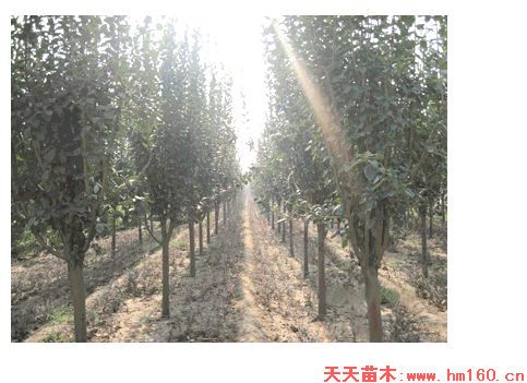 山东泰安西府海棠图片
