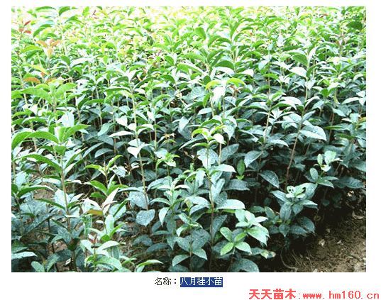 湖南益阳八月桂小苗图片|天天苗木网
