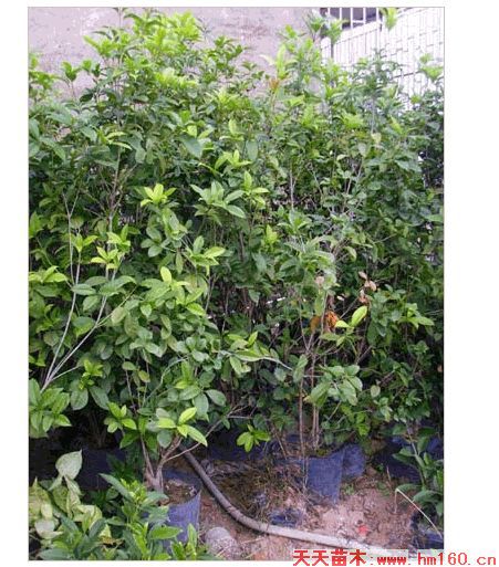 福建漳州桂花容器苗图片|天天苗木网