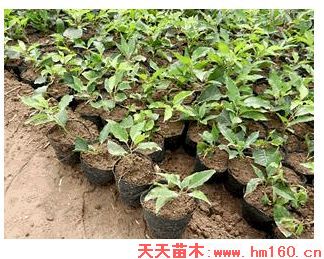 樱花营养钵图片|河南樱花营养钵图片|天天苗木网
