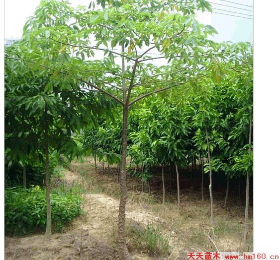 木棉图片|福建漳州木棉图片|天天苗木网
