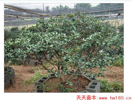 广东佛山茶梅图片|天天苗木网