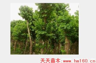 羊蹄甲图片|四川成都温江羊蹄甲图片|天天苗木网