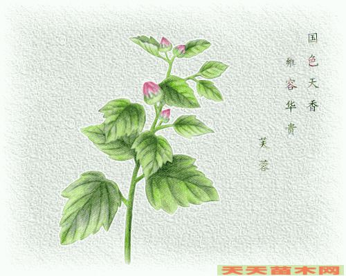 动态花卉图片/动态花卉照片欣赏