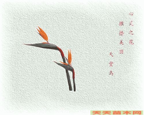 动态花卉图片/动态花卉照片欣赏