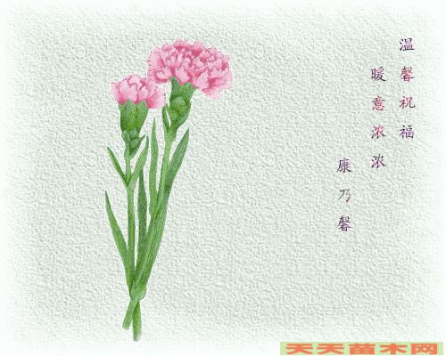 动态花卉图片/动态花卉照片欣赏