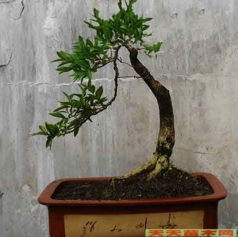 水黄杨图片