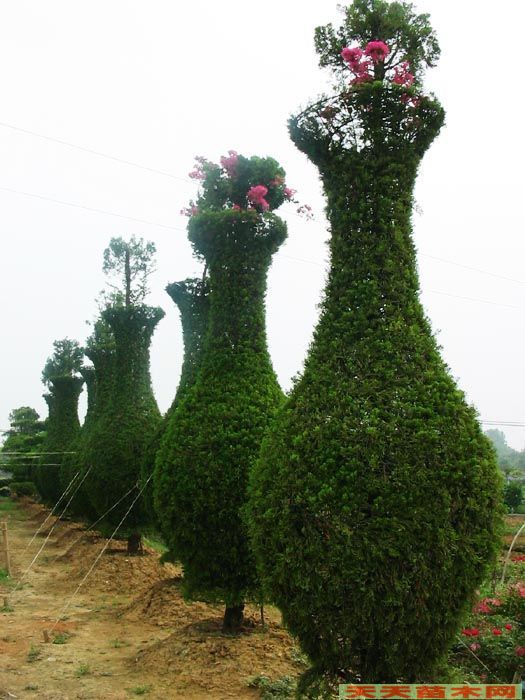 龙柏花瓶造型图片