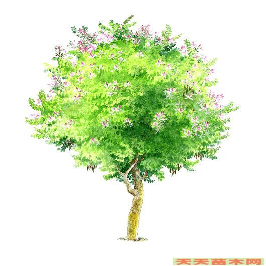 宫粉羊蹄甲图片