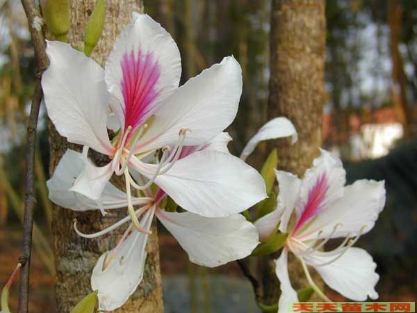 白花羊蹄甲图片