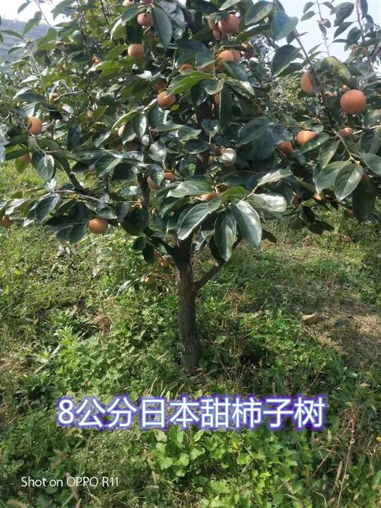 12公分柿子树树形优美=====12公分柿子树得长几年? 柿子树几年