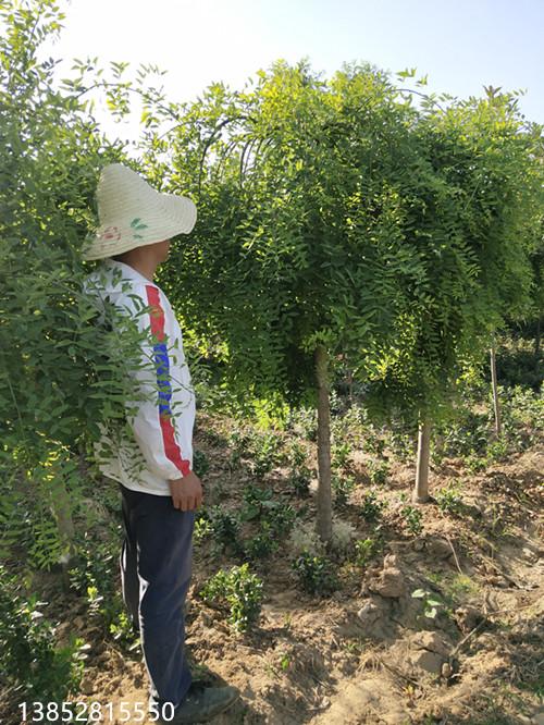 供应米径6公分龙爪槐价格7公分龙爪槐江苏价格便宜