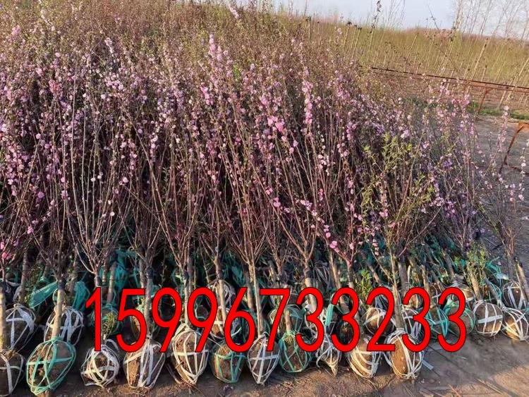 供应7公分精品榆叶梅价格8公分9公分榆叶梅价格