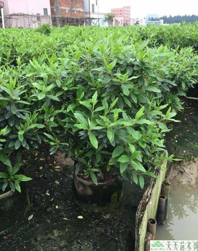 供应毛鹃球新毛鹃球报价表图片产地行情球类植物