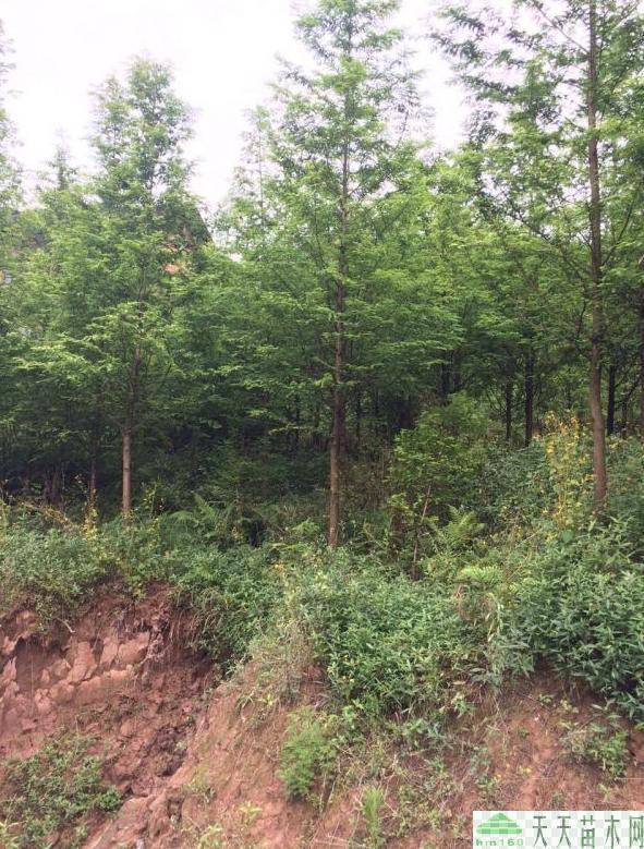 【苗木产品】供应池杉沭阳池杉基地优质池杉规格齐全苗圃出售图片