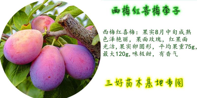 【供应】西梅李子苗品种介绍蓝蜜李子女神李子法兰西李子红喜梅李子