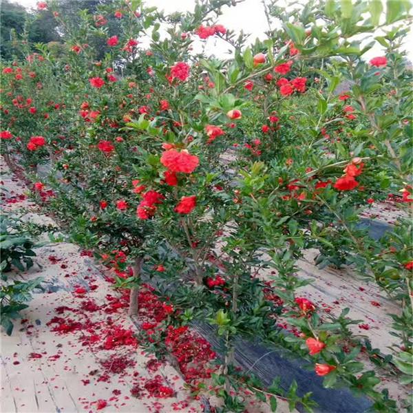 【供应】泰山红石榴,软籽石榴,红花石榴树,白花石榴树,品种石榴树基地
