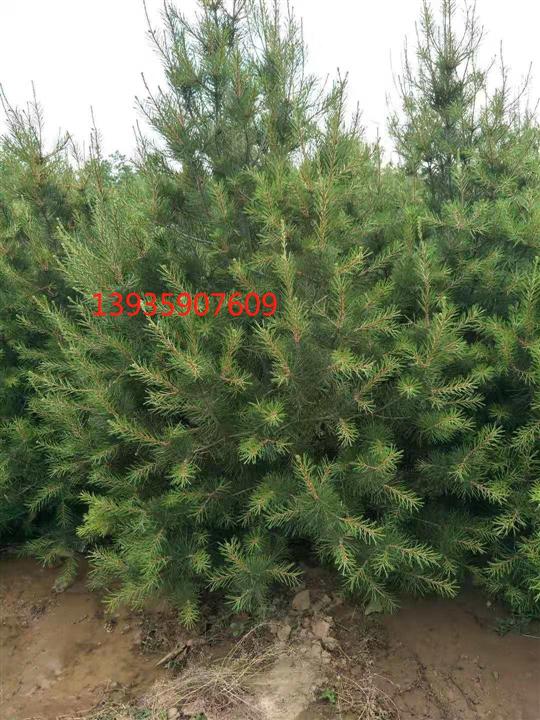 供应2米白皮松基地现在白皮松栽植季节价格2米白皮松多少钱一棵