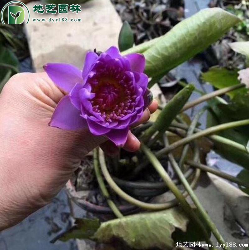 供应睡莲新睡莲报价表图片产地行情