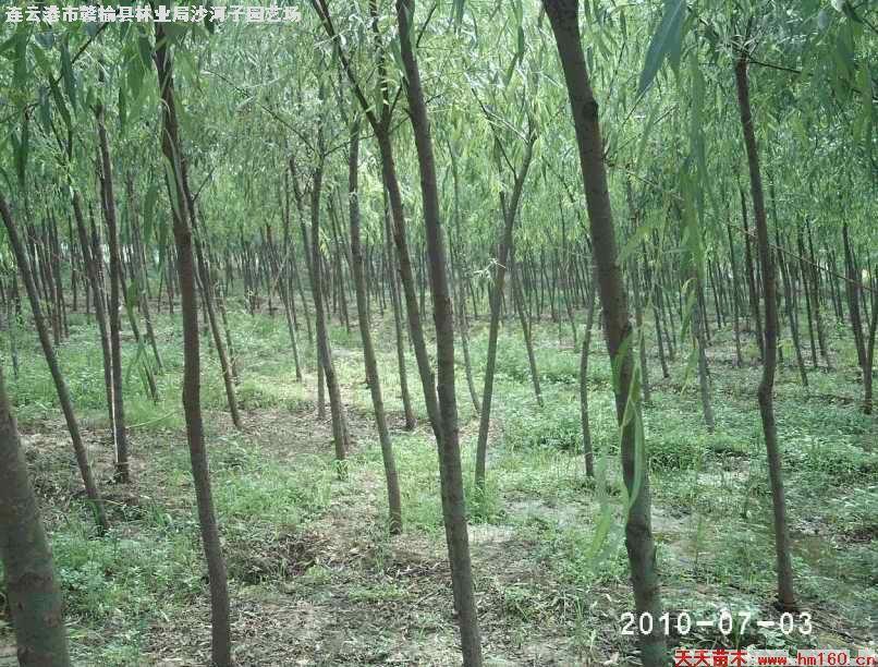 赣榆沙河人口_赣榆沙河派出所图片(2)